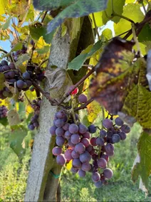Podere Scorno Country House - Image 4