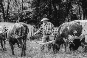 ”Mystic Country” Farm Stay at 100 Acre Wood - Image 4