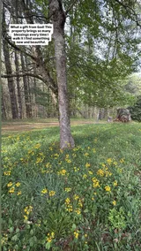 Peaceful Cabin *Trails *Fire-Pit *12 Private Acres - Image 3