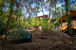 Almendra, lodge with private terrace & jacuzzi! - Image 4