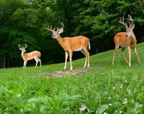 Private Hocking Hills Retreat/Hot Tub 37 Acres - Image 3
