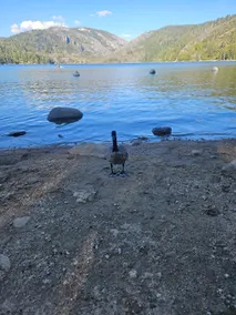 See Fall Day's Special! Pinecrest Lake 5 Min away! - Image 3