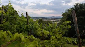 Vineyards, Nature and Venetian Villas - Image 5
