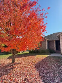 Peaceful Hideaway Near Bass Pro & Top golf in SGF - Image 2