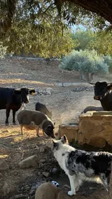 The FARM ON THE SEA - the farmer's house - Image 3