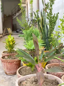Rudraksh Homestay Durgakund (only for Families) - Image 5