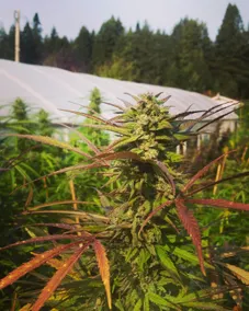 Stylish Farmhouse on Cannabis Farm - Cabin Feel - Image 5