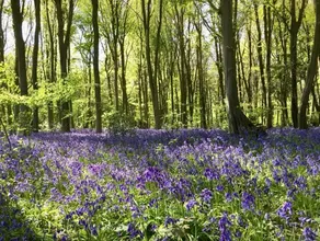 Bluebells out Stunning walks Welcoming pubs - Image 3