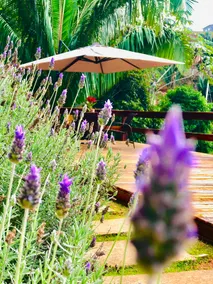 Cozy place, amid the Atlantic forest - Image 4