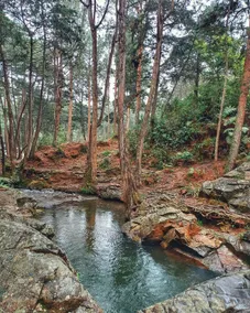 Cedro Negro · Artisanal Sanctuary in Arví Park. - Image 4