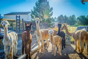 The Farmhouse at Grand Valley Getaway w/ Alpacas! - Image 2