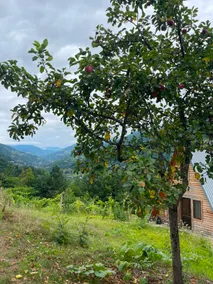 Hill Guesthouse & Cottages - Wine Cellar, Fish Farm & Organic Cuisine - Image 4
