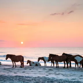 Bungalow 611 | Quick to Assateague & OC - Image 5