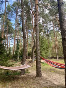 Cottage in a pine forest - Image 4