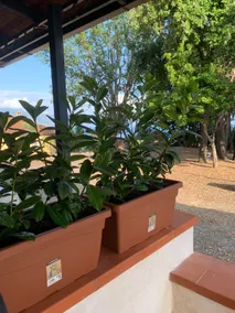 Villa Blasi, vistamare - Policastro,Cilento - Image 3