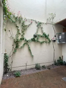 House of vines - Image 3