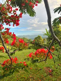 Peaceful coffee mountain escape - Image 3