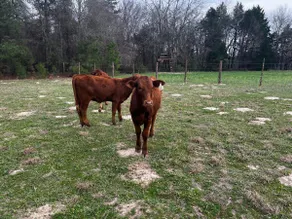 Peaceful 3BR Ranch Retreat on 40+ Acres - Image 4