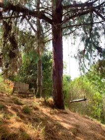 Cabin at Blueberry Farm “Pinos” - Image 4