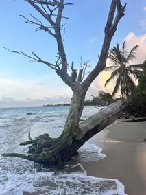 Beach FRONT Apartment in Loiza - Image 5