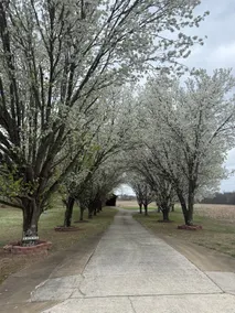 Peaceful Country Home w/Covered Bridge - Image 2