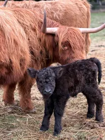 Waterfront Cottage with Eagles & Highland Cows - Image 5