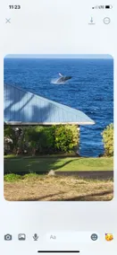 Experience The Famous Hawaiian Peacock House - Image 5