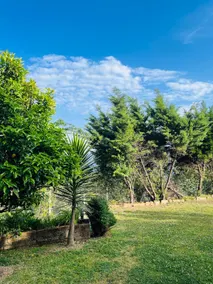 The Sarang - Image 3