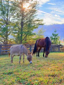 1885 Farmhouse Luxuriously Renovated: Animals & Antiques - Image 3