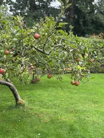 Nature and relaxation on an authentic 20th-century farm (GR) - Image 3