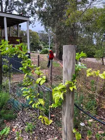 Lakeside Family Retreat | 300m to Lake Glenmaggie - Image 2