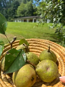 The Holler - Image 2