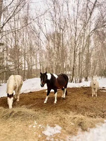 18 Acre Vermont Farm With Mountain View Near Stowe - Image 3