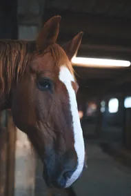 Country vacation with curious glances into the barn - Image 4