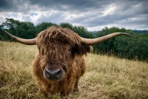 Ironbark Luxury Cottage & Highland Cows - Image 3