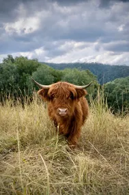 Ironbark Luxury Cottage & Highland Cows - Image 4