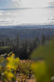 Breathtaking Vineyard & Mountain View Hideaway - Image 2