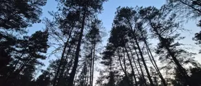 Couples Forest Retreat • 70 mins to Algonquin Park - Image 5