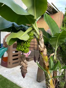 Casa Dragones - Image 2