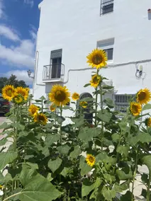 CASA RETINTO - Image 4