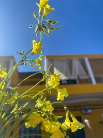 The bee's house 2 - Image 5