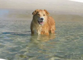 Pet friendly White Sands, 14 Whitesands Road - Linen & Air Con - Image 3