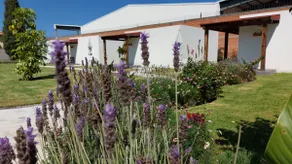 Lavender - Image 5