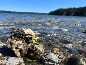 Hood Canal Haven: Beach, Forrest, Oh My - Image 2