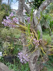 Recanto da Felicidade Farm - Image 3