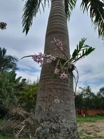 Recanto da Felicidade Farm - Image 2