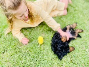 Pet Friendly Beach Stay | Huge Yard & BBQ Deck - Image 4