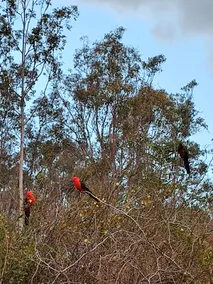 'Three Palms' in the heart of Kooralbyn. - Image 5