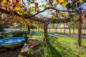Fiori di campo - Treviso - Image 5