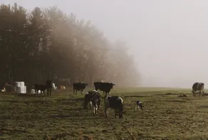 Peaceful Studio Farmstay with Cow Pasture Views - Image 3